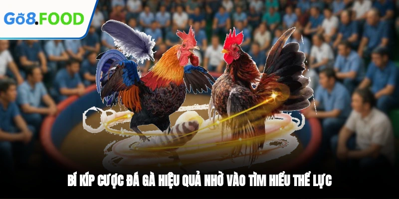 Bí kíp cược đá gà hiệu quả nhờ vào tìm hiểu thể lực